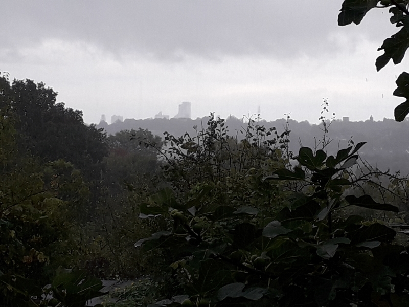 Ally Pally Allotments